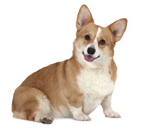 Pembroke Welsh Corgis: Dog breed info, photos, common names, and more ...