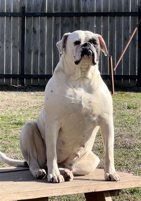 Johnson American Bulldog