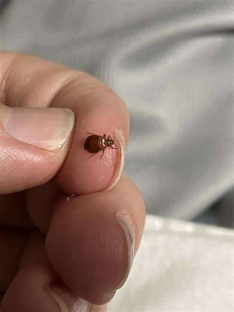Bed Bugs Smell Like at Scott Drain blog