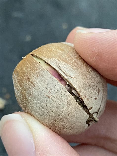 When I crush open these Bur Oak acorns the fruit (nut) inside the shell ...