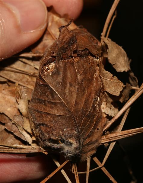 Moths of North Carolina