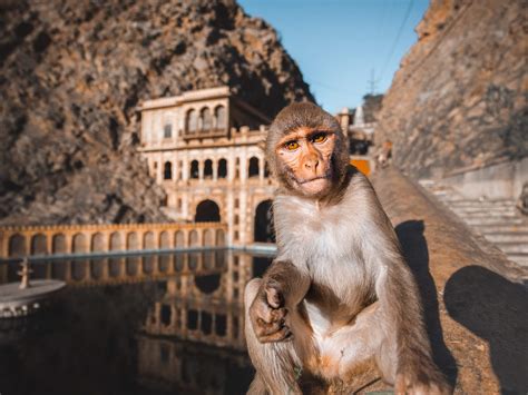 Galta Ji: Full Guide to the Monkey Temple of Jaipur (2023)