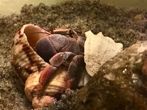 Hermit Crab Surface Molt