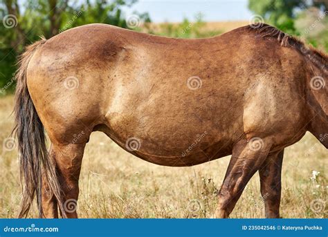 Close-up of Belly of Heavily Pregnant Horse Stock Photo - Image of ...