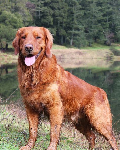 6 Golden Retriever Colors Explained (With Pictures)