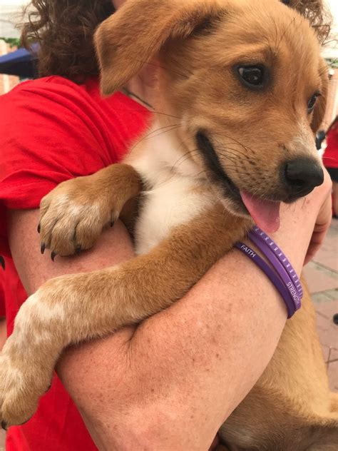 dog star adoption event - We-Ha | West Hartford News