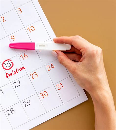 Period And Ovulation Calculator Menstrual Cycle Ovulation Calendar
