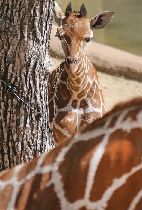 Giraffe With Down Syndrome