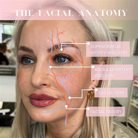 Knowing Your Facial Anatomy! Knowing the facial anatomy is fundamental to treating clients. A l ...