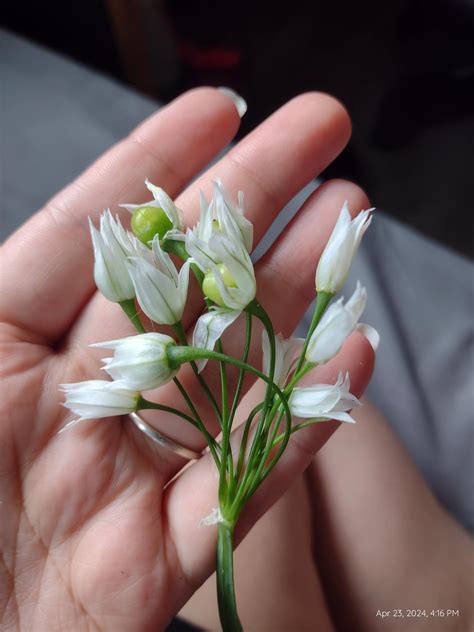 Weird plant, smells like onion! : r/PlantIdentification