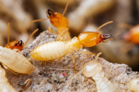 Do Termites Bite People? - Termiguard