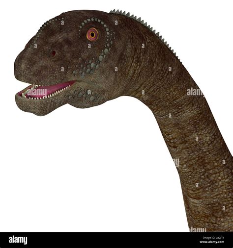 Plant Eating Dinosaur Teeth