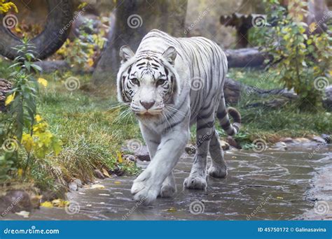 Bengal white tiger. stock photo. Image of predator, bengal - 45750172