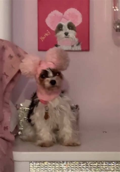 bigbravebabe (@bigbravebabe) - Urlebird