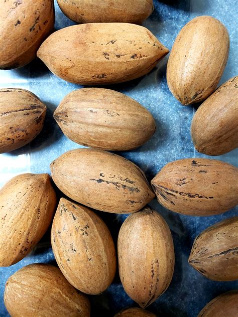 How To Dry Pecans In The Shell at Jennifer Varner blog