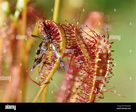 Insect stuck on the sticky leaves of a Drosera anglica great sundew plant Stock Photo - Alamy