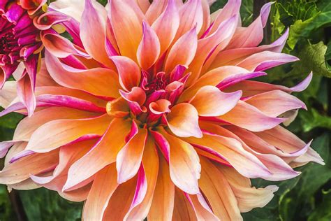 Discover the National Flower of Mexico: the Dahlia - A-Z Animals