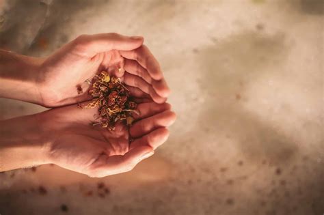 Fire Cider Benefits|Naturally Boost Your Immunity - Through the Wildwood