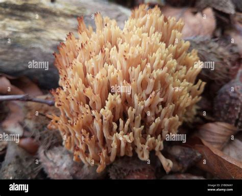 Upright Coral Fungus (Ramaria stricta) Fungi Stock Photo - Alamy