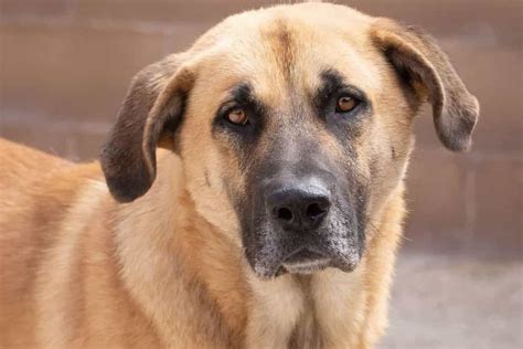 Shepherd And Mastiff Mix