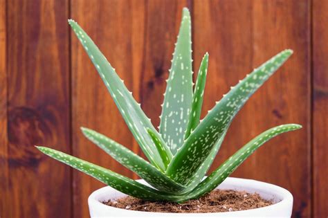 How to Identify Medicinal Aloe Vera Plant - Grow Your Yard