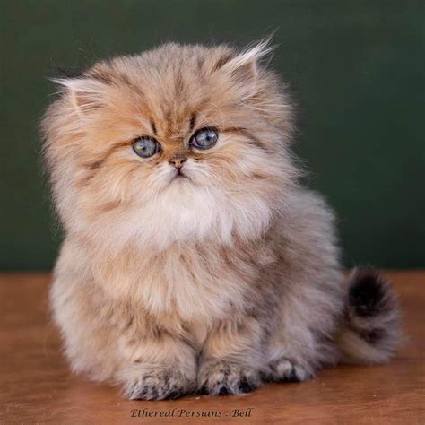 Fluffy Persian Kittens