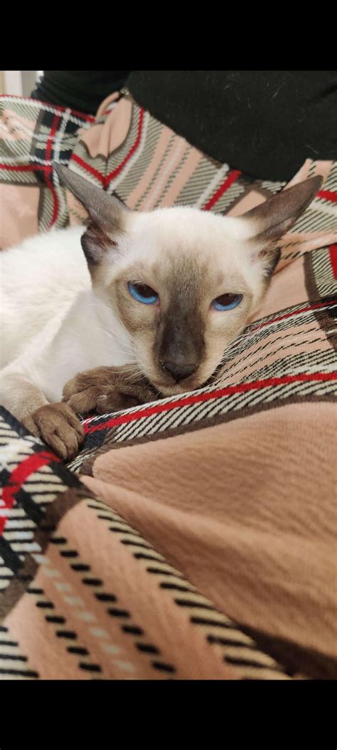 Adam Driver cat? : r/AdamDriverCats