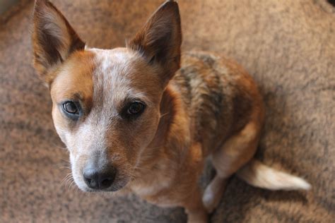 Roo the Red Heeler/Cattle Dog