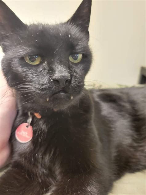 Old Man Jack is a 22 year old semi feral that is totally judging you on ...