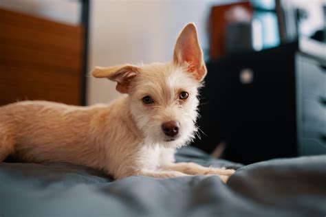 15 Best Apartment Dogs: Choosing The Best Pooch for your Pad