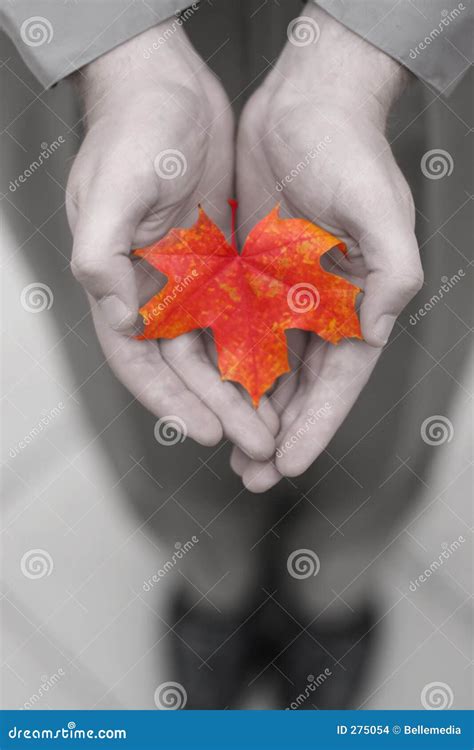 Business man with leaf stock photo. Image of color, shoes - 275054