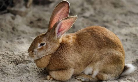 Flemish Giant Rabbit: Temperament, Diet, and Care Guide