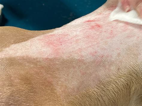 Learn How To Treat Clipper Burn On Dog: A Complete Guide - mtncurdog