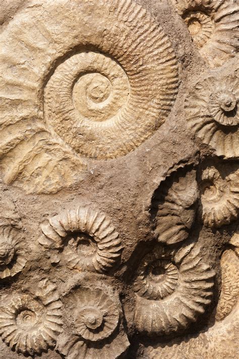 Shell Fossils Free Stock Photo - Public Domain Pictures