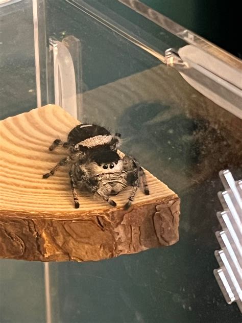 New Phidippus Regius Parent! : r/jumpingspiders