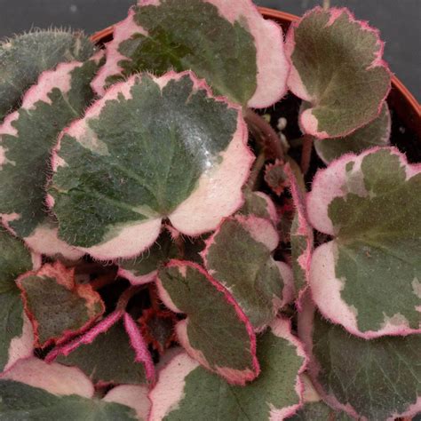 Saxifraga stolonifera variegata "Strawberry Begonia Variegated ...