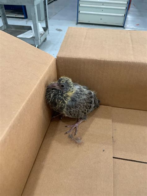 Found this bird under my work desk. Can't fly or anything! Anybody know ...