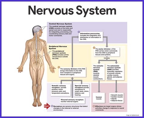 Nervous System Anatomy and Physiology | Nervous system anatomy, Nervous ...
