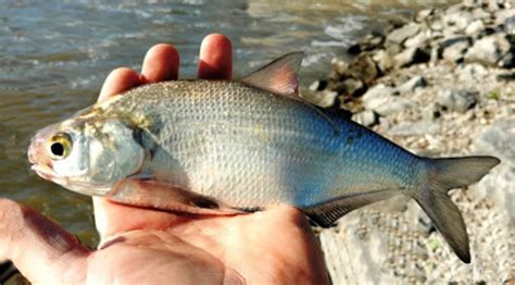 Gizzard Shad | Mexican Fish.com