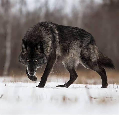 Black wolves 🐺 One of the most beautiful creatures on earth ...
