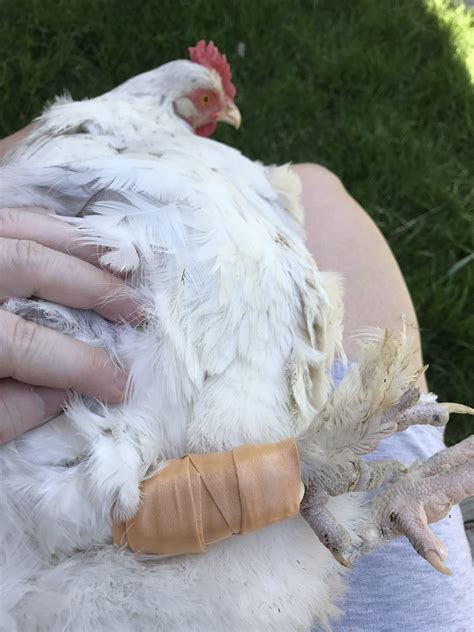 Chickens Pecking Each Others Feathers - PFPLCP