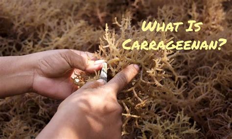 What Is Carageenan