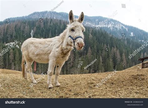 Horses Penis Photos and Images | Shutterstock