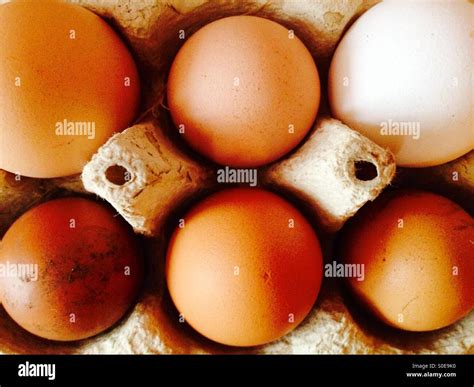 Differently sized and coloured organic free-range eggs in carton Stock ...