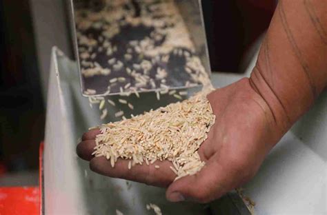 Milling the Savory Secrets of Paddy Processing - Rice21 - Grain ...