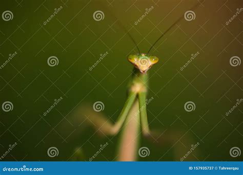 Staring Eyes of a Praying Mantis Stock Image - Image of mantid, mantids ...