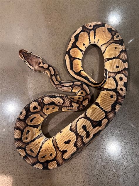 Pastel Red-stripe 66% Het Clown Ball Python by Gattaca Ball Pythons ...