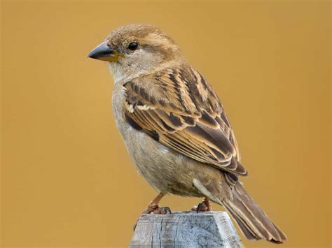 What Do Sparrows Eat? (Diet & Facts)