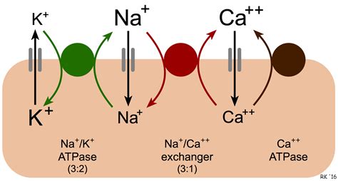 CV Physiology | Sodium-Calcium Exchange in Cardiac Cells
