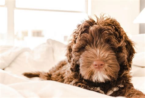 Are Portuguese Water Dogs Hypoallergenic? Key Considerations
